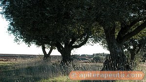 foto de Olivos de Ajalvir - Madrid HD